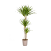 Dracaena Marginata Green Ø24cm – ↕140cm