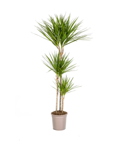 Dracaena Marginata Green Ø24cm – ↕140cm