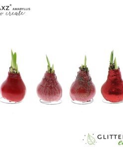 Amaryllis Waxz To Create Red – 4 Stücke – Ø7 cm – ↕15 cm