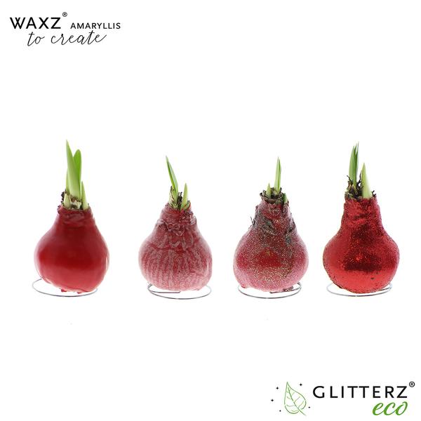 Amaryllis Waxz To Create Red – 4 Stücke – Ø7 cm – ↕15 cm