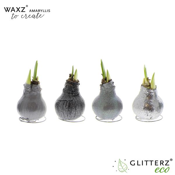 Amaryllis Waxz To Create Silver – 4 Stücke – Ø7 cm – ↕15 cm