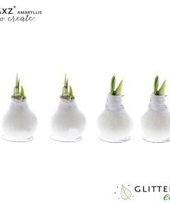 Amaryllis Waxz To Create White – 4 Stücke – Ø7 cm – ↕15 cm