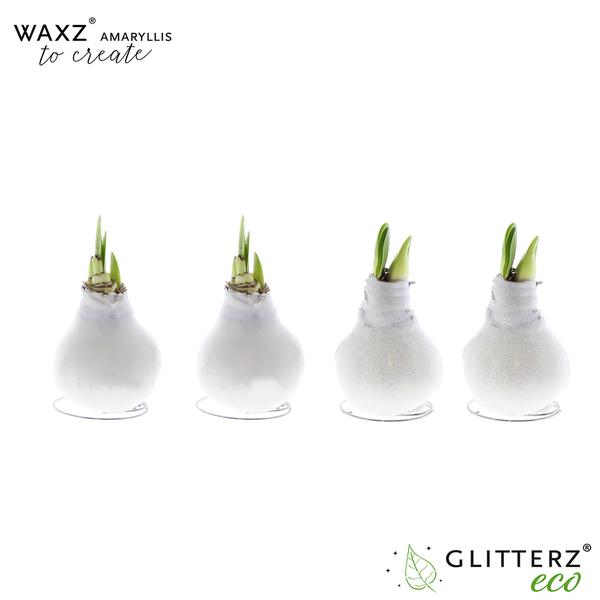 Amaryllis Waxz To Create White – 4 Stücke – Ø7 cm – ↕15 cm