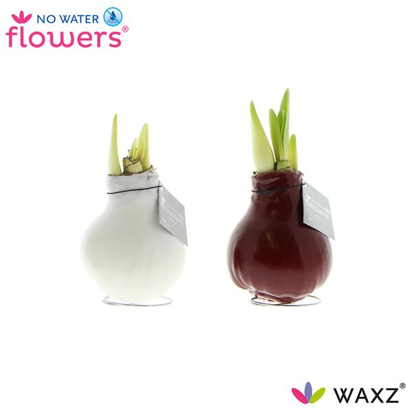 No Water Flowers Waxz Colorz – 2 Stücke – Ø7 cm – ↕15 cm