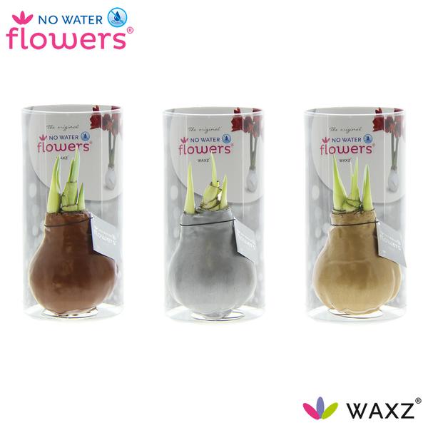 No Water Flowers Waxz Gold/Silver/Copper in Koker – 3 Stücke – Ø7 cm – ↕15 cm