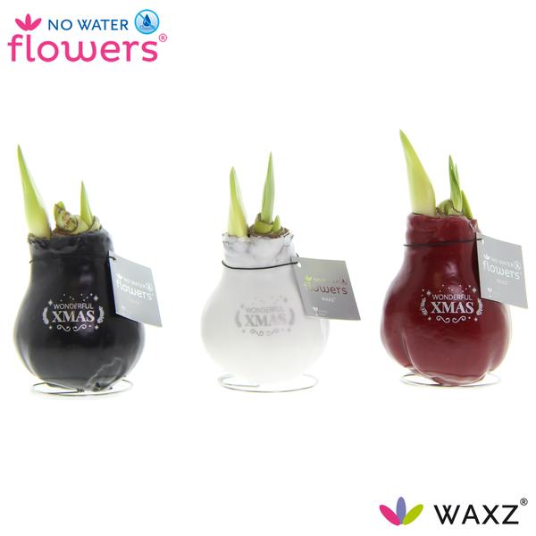 No Water Flowers Waxz Message Printz Xmas – 3 Stücke – Ø7 cm – ↕15 cm