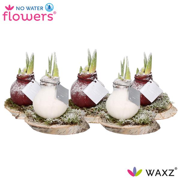 No Water Flowers Waxz On Wood Snow – 5 Stücke – Ø7 cm – ↕15 cm