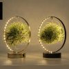 Tillandsia Led Edition Mix – 2 Stücke – Ø11 cm – ↕23 cm