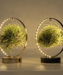 Tillandsia Led Edition Mix – 2 Stücke – Ø11 cm – ↕23 cm