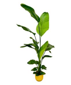 Strelitzia Nicolai inclusief elho Vibes Fold Round geel – 130 cm – Ø18