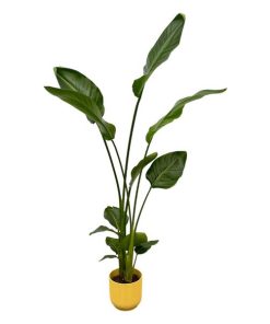 Strelitzia Nicolai inclusief elho Vibes Fold Round geel – 100 cm – Ø18