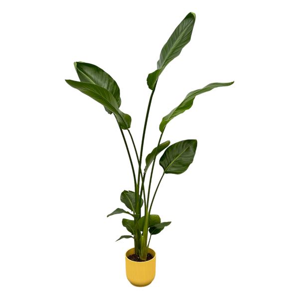 Strelitzia Nicolai inclusief elho Vibes Fold Round geel – 100 cm – Ø18