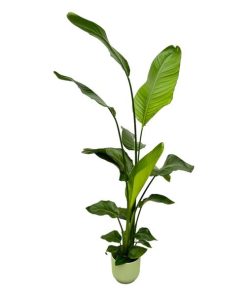 Strelitzia Nicolai inclusief elho Vibes Fold Round groen – 130 cm – Ø18