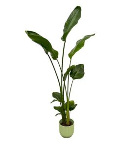 Strelitzia Nicolai inclusief elho Vibes Fold Round groen – 100 cm – Ø18