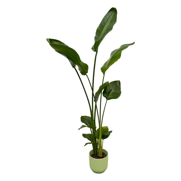 Strelitzia Nicolai inclusief elho Vibes Fold Round groen – 100 cm – Ø18