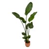 Strelitzia Nicolai inclusief elho Vibes Fold Round roze – 100 cm – Ø18