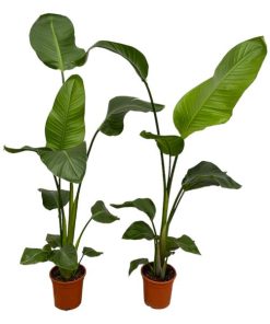 2x Strelitzia Nicolai – 100 cm – Ø17