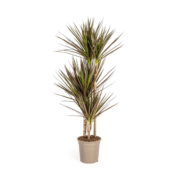 Dracaena Marginata Magenta Ø21cm – ↕120cm