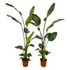 2x Strelitzia Nicolai – 130 cm – Ø17