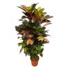 Codiaeum (Croton) Iceton vertakt – 120 cm – Ø24cm