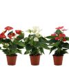 Anthurium 3 Color Mix In Transparant Sleeve