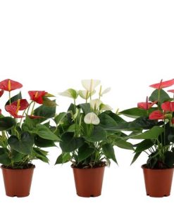 Anthurium 3 Color Mix In Transparant Sleeve