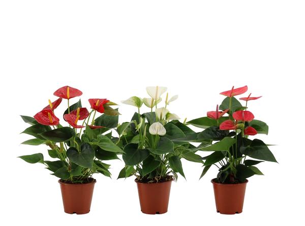 Anthurium 3 Color Mix In Transparant Sleeve