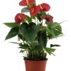 Anthurium Success Red In Transparant Sleeve