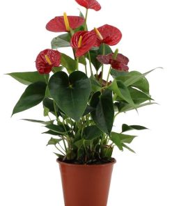 Anthurium Success Red In Transparant Sleeve