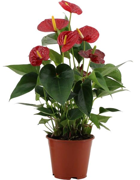 Anthurium Success Red In Transparant Sleeve