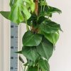 Monstera Mosstok