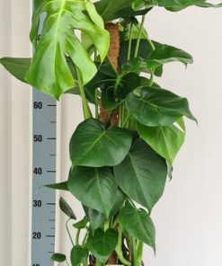 Monstera Mosstok