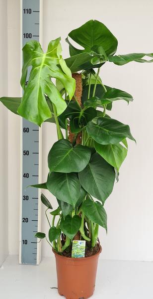 Monstera Mosstok