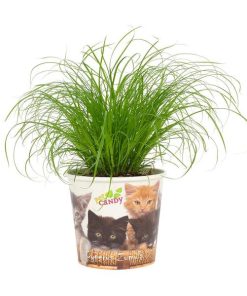 Cyperus Zumula 12cm – Beker Pet Candy Kat – Ø12cm – ↕23cm