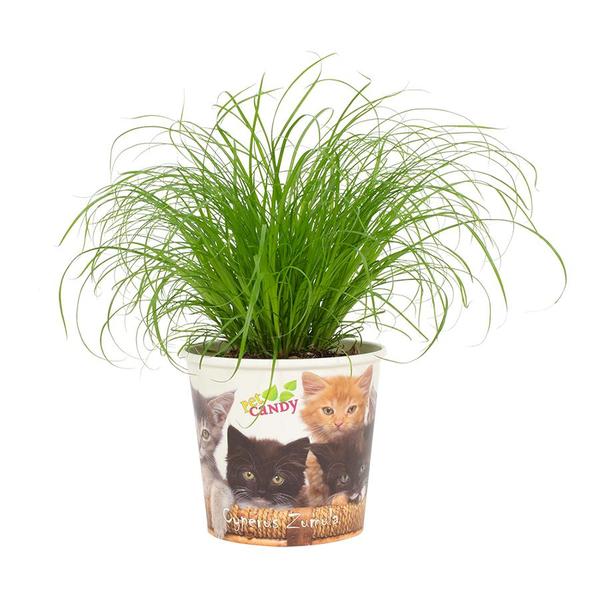 Cyperus Zumula 12cm – Beker Pet Candy Kat – Ø12cm – ↕23cm