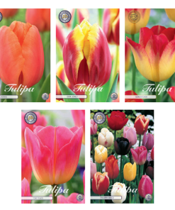 Tulipa – Blumenzwiebeln Mix (13) – 5 Spezies – 44 Blumenzwiebeln