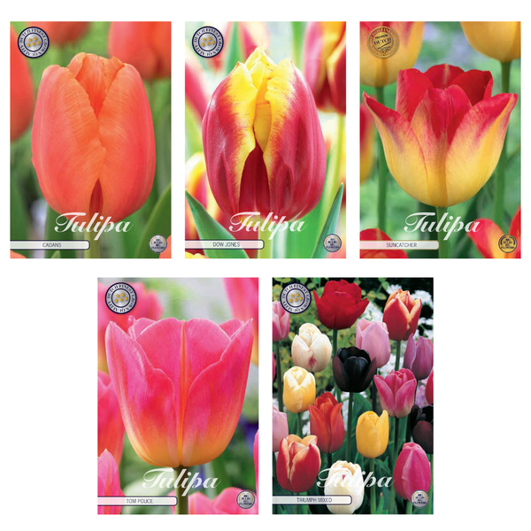 Tulipa – Blumenzwiebeln Mix (13) – 5 Spezies – 44 Blumenzwiebeln