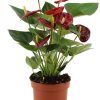 Anthurium Calon In Transparant Sleeve – Ø12cm – ↕36cm