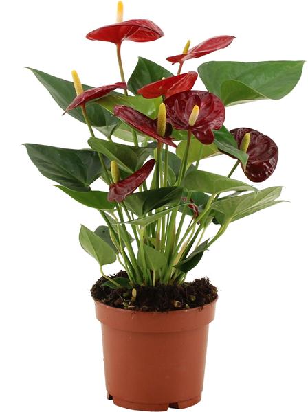 Anthurium Calon In Transparant Sleeve – Ø12cm – ↕36cm