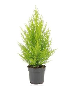 Cupressus Macrocarpa Goldcrest Wilma – Ø14cm – ↕55cm