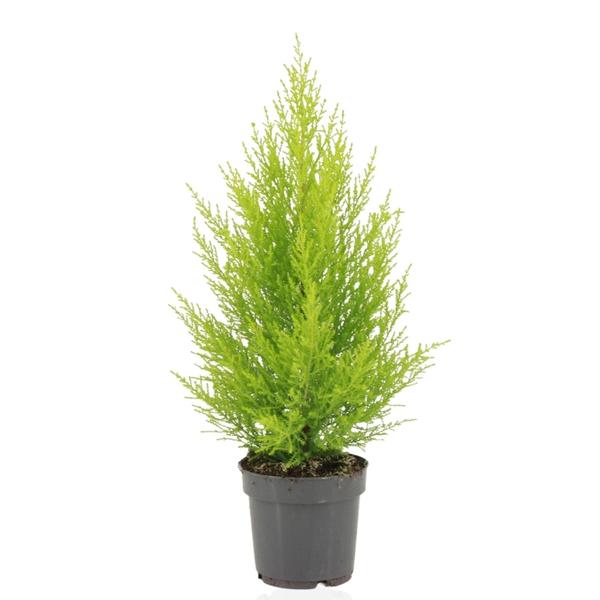 Cupressus Macrocarpa Goldcrest Wilma – Ø14cm – ↕55cm