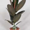 Ficus Elastica Abidjan – Ø17cm – ↕60cm