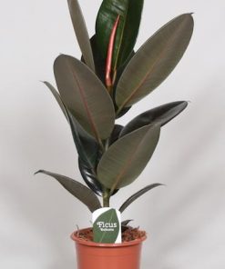 Ficus Elastica Abidjan – Ø17cm – ↕60cm