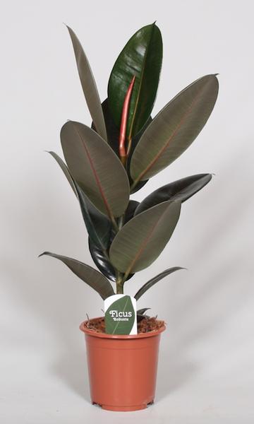 Ficus Elastica Abidjan – Ø17cm – ↕60cm