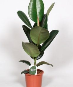 Ficus Elastica Robusta – Ø17cm – ↕65cm