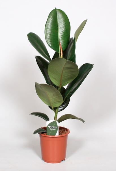 Ficus Elastica Robusta – Ø17cm – ↕65cm