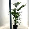 KENTIA – P21 H110 – 5PP – EcoLine (Howea Forsteriana – Ø21cm – ↕110cm