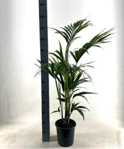 KENTIA – P21 H110 – 5PP – EcoLine (Howea Forsteriana – Ø21cm – ↕110cm