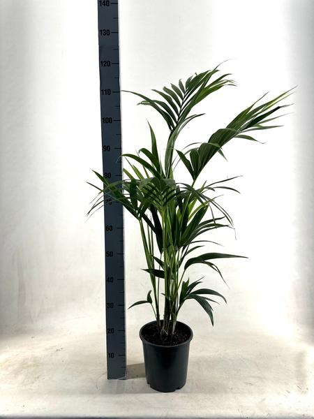 KENTIA – P21 H110 – 5PP – EcoLine (Howea Forsteriana – Ø21cm – ↕110cm