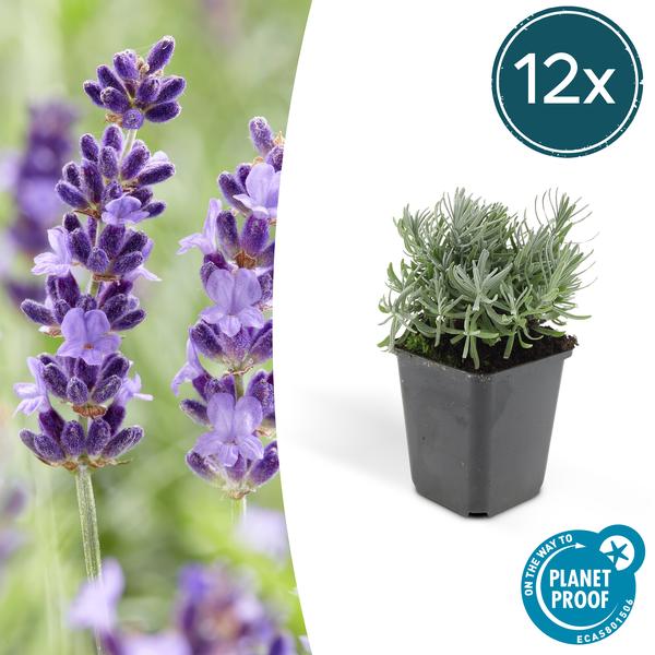 Lavandula ‚Hidcote‘ – ↕10-25cm – Ø9cm – 12x